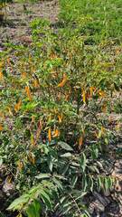 Capsicum baccatum