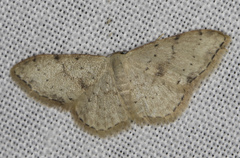 Idaea halmaea