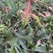 Prickly Rasp Fern - Photo (c) Karen, some rights reserved (CC BY-NC), uploaded by Karen