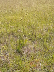 Ptilotus macrocephalus