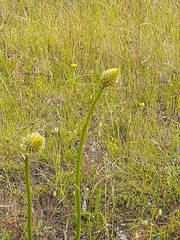Ptilotus macrocephalus