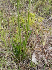 Ptilotus macrocephalus