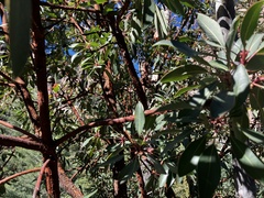 Arbutus arizonica