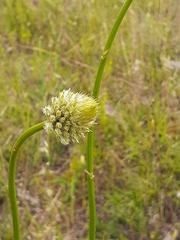 Ptilotus macrocephalus