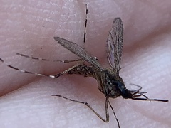 Aedes sollicitans