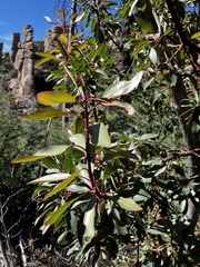 Arbutus arizonica