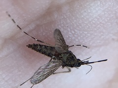 Aedes sollicitans