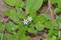 Richardia brasiliensis