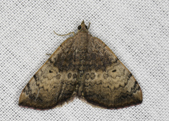 Chrysolarentia mecynata