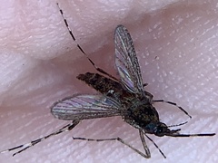 Aedes sollicitans
