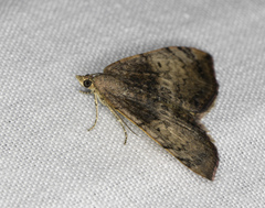 Chrysolarentia mecynata