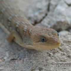 Gerrhonotus infernalis