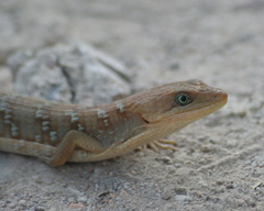 Gerrhonotus infernalis