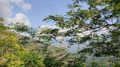 Anadenanthera colubrina