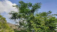 Anadenanthera colubrina