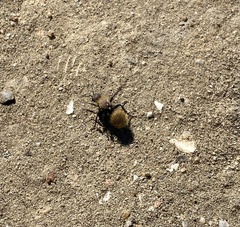 Dasymutilla californica