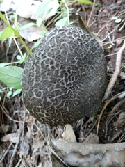 Strobilomyces