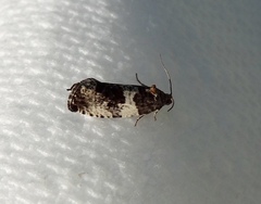 Pseudosciaphila duplex