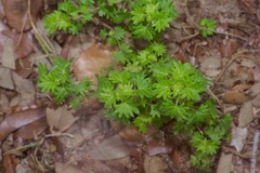 Acalypha radians