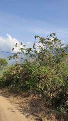 Anadenanthera colubrina