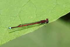 Oxyagrion terminale