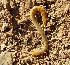 Scolopendra polymorpha