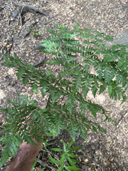 Rumohra adiantiformis