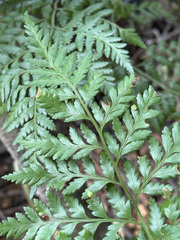 Rumohra adiantiformis