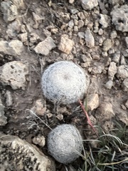 Mammillaria lasiacantha