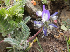 Astragalus amatus