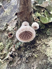 Schizophyllum