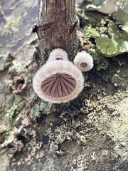 Schizophyllum