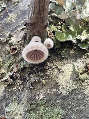 Schizophyllum