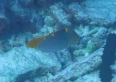 Halichoeres hortulanus