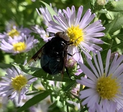 Copestylum violaceum