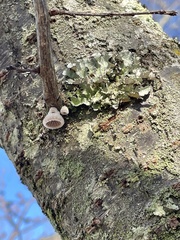 Schizophyllum