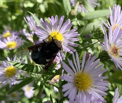 Copestylum violaceum