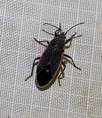 Melacoryphus lateralis