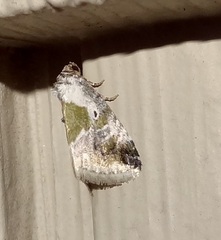 Maliattha synochitis