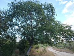 Lysiloma divaricatum