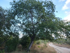 Lysiloma divaricatum