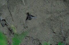 Hemipenthes differens