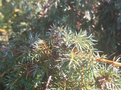 Juniperus formosana