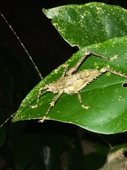 Phricta spinosa