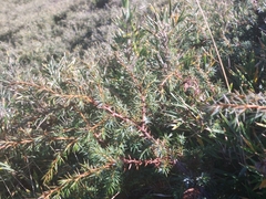 Juniperus formosana