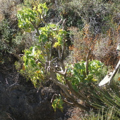 Pittocaulon praecox