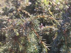 Juniperus formosana