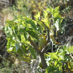 Pittocaulon praecox