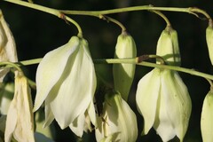 Yucca filamentosa