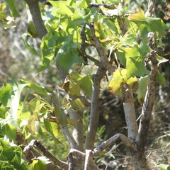 Pittocaulon praecox